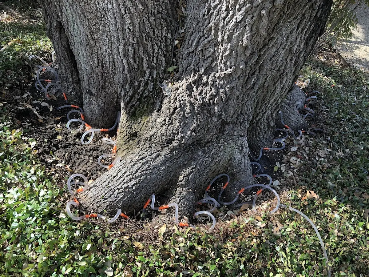 Detailed Tree Cabling and Bracing job site in Spring Church