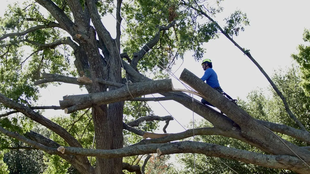 Professional Hazardous Tree Removal performed by certified arborists in Spring Church