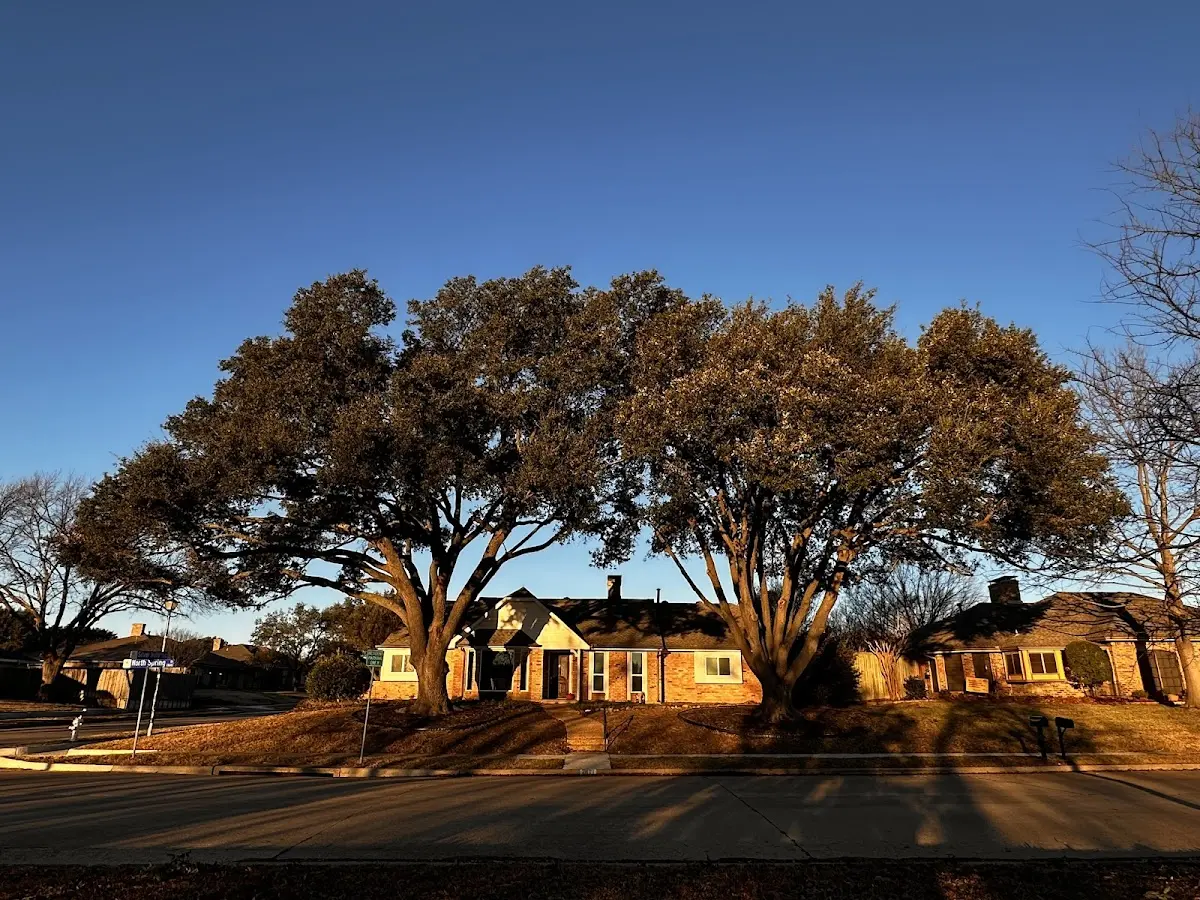 Established residential canopy tree shading a home in Spring Church